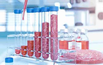 Beef grown in a laboratory in test tubes. The concept of in-vitro meat production in the laboratory - 3d illustration