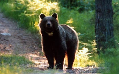 Runner ucciso da orso, firmata ordinanza per abbattimento dell'animale