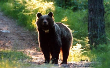 Un orso avvistato tra le case del centro di Arco, paura in Trentino