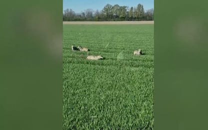 Piacenza, branco di lupi ripresi in un campo di grano. VIDEO