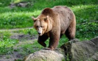 Trentino, nuova ordinanza per abbattimento orsa Kj1. Lav: “Ricorso”