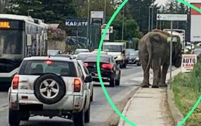 Elefante da circo nel traffico dell'Aquila, la denuncia di Lav