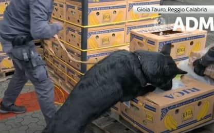 Calabria, sequestrate 3 tonnellate di cocaina nel porto di Gioia Tauro