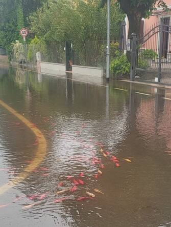 Pesci nel rione Corticella a Bologna