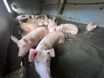 Emilia-Romagna, un allevatore: aiutatemi a salvare i miei maiali