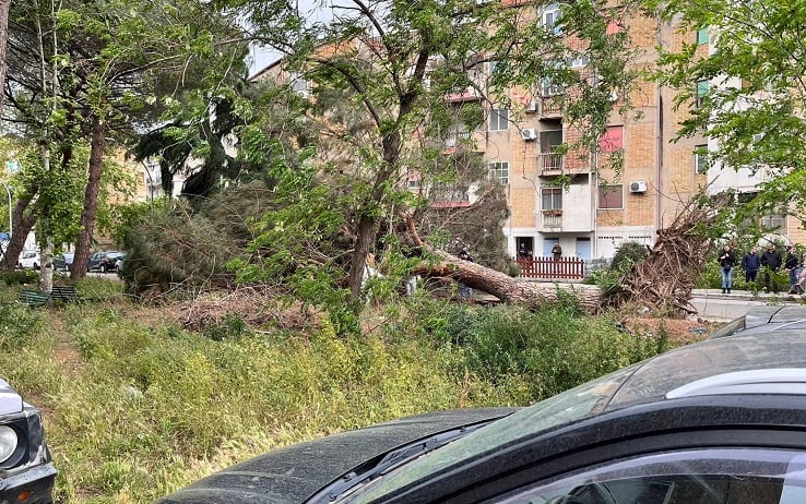 Maltempo, uomo morto per la caduta di un albero a Reggio Calabria