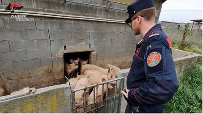 Calvisano, allevamento degli orrori con maiali morti e malati