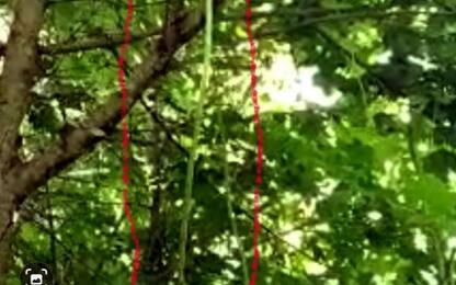 Molise, raccolto asparago selvatico da record: alto oltre 4 metri