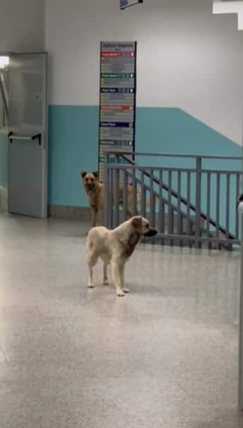 I due cani all'interno dell'ospedale di Lamezia