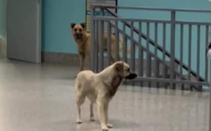 Lamezia Terme, cani randagi nei reparti dell’ospedale. VIDEO