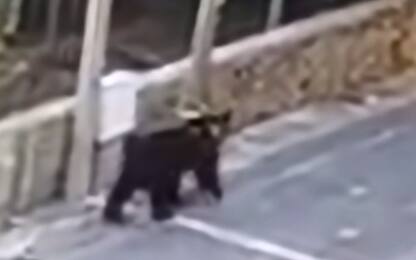 Frosinone, orso marsicano a spasso nel borgo di Vicalvi. Video