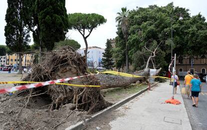 Roma, pino secolare crolla in piazza Venezia: nessun ferito. FOTO