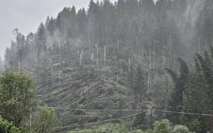 A Cadore tromba d'aria con alberi abbattuti e tetti scoperchiati