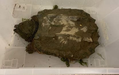 Torino, tartaruga-alligatore sequestrata in un parco giochi a Pianezza