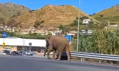 Cosenza, elefante scappa dal circo e gira per le strade di Amantea