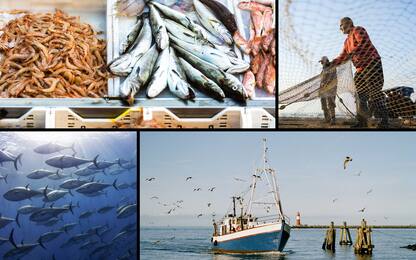 Stop al mercato di pesce fresco dell'Adriatico: cosa cambia in Italia