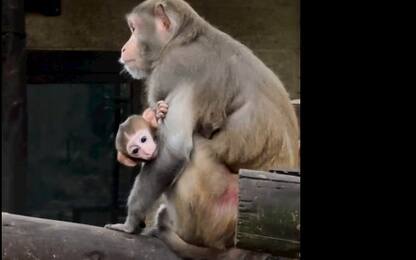 Mestre, ritrovato il baby macaco rubato al Parco Faunistico Cappeler