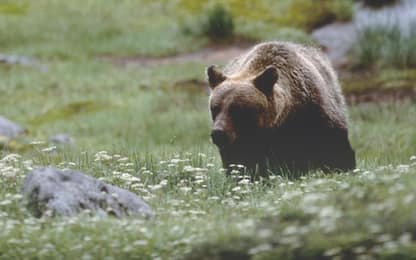 Trentino, altro incontro ravvicinato tra orso ed escursionisti