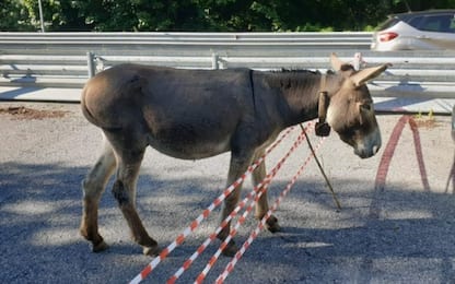 Due cavalli e un asino salvati a Torriglia su strada statale