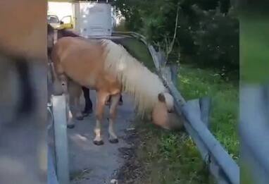 Alcuni turisti per farsi un selfie fanno precipitare un pony