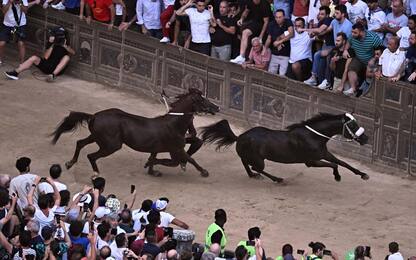 Palio di Siena, cavalli infortunati: animalisti pronti a denunciare