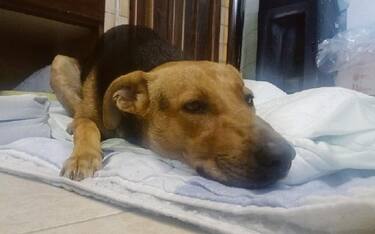 cane_crispiano