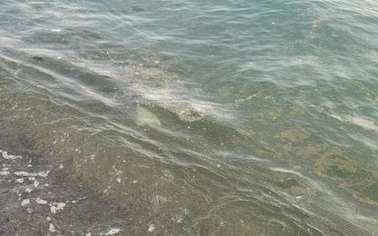 Basilicata, chiazze gialle di origine sconosciuta in mare a Maratea