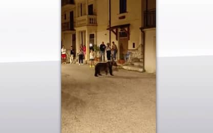 Abruzzo, orsa Amarena ed i suoi cuccioli attraversano un borgo. VIDEO