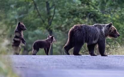 Cuccioli orsa Amarena avvistati nel Parco d'Abruzzo