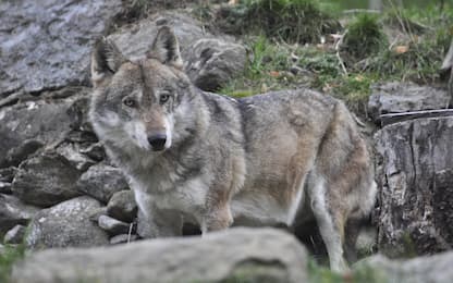 Alto Adige, Kompatscher autorizza l'abbattimento di due lupi