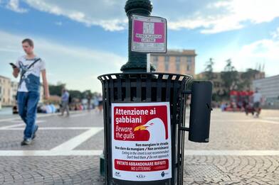 'Attenzione ai gabbiani', nuovi cartelli di avviso a Venezia