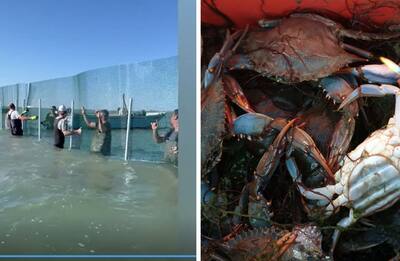Granchio blu, reti in ferro per proteggere vongole a Porto Tolle VIDEO