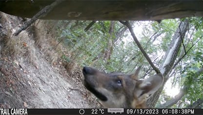 Alessandria, lupo ruba una fototrappola 