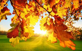 Nature scenery in a park: the setting autumn sun illuminating yellow oak leaves on a green meadow