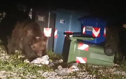 Scanno, altro raid dell'orsa Gemma: sale su pick-up attratta dal cibo