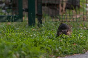 A nutria (Myocastor coypus) on the Lungotevere Aventino Description The nutria is a species of rodent native to South America and naturalised in Central Europe, also called the swamp beaver, on  July 08, 2023  in Rome, Italy. (Photo by Andrea Ronchini/NurPhoto via Getty Images)