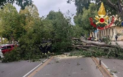 Firenze, albero crollato in viale Giannotti: traffico in tilt