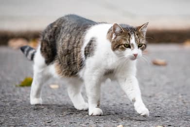 Uccide un gatto perché camminava sul cemento fresco, denunciato
