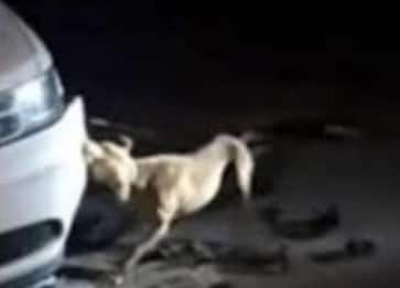 Gomme auto bucate in un paese vicino Isernia: è stato il cane Billy