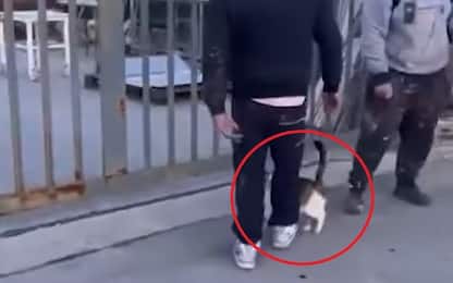 Gatto preso a calci per strada, il video denuncia sui social