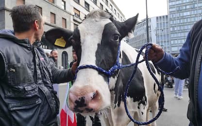 Protesta trattori, erede mucca Ercolina a Sanremo con gli agricoltori