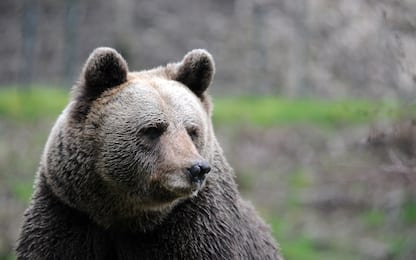 Science, Please: Chi ha paura degli orsi?
