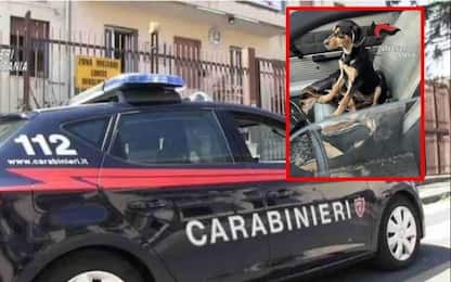 Catania, lancia cucciolo di cane oltre recinzione caserma carabinieri