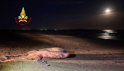 Una carcassa di pesce luna 'spiaggiata' al Lido di Venezia. LA FOTO