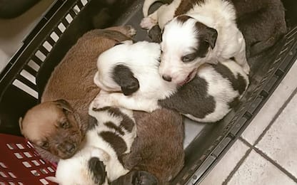 Ancona, salvati 30 cani importati illegalmente