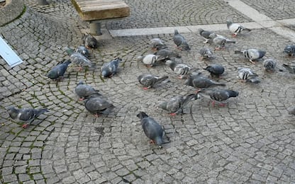 Milano, multa da 167 euro per aver dato da mangiare ai piccioni