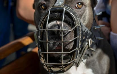 Padova, anziana sbranata dai suoi 5 cani: indagata la figlia