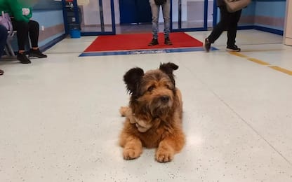 Perugia, cane aspetta per ore padrone all'ospedale: la foto è virale