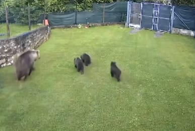 Trentino, mamma orsa e cuccioli entrano in giardino di casa ad Arco