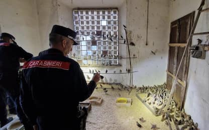 Maxi operazione antibracconaggio, sequestrati centinaia di uccelli